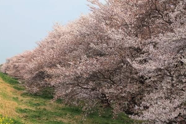 Tree branch blossom plant Photo