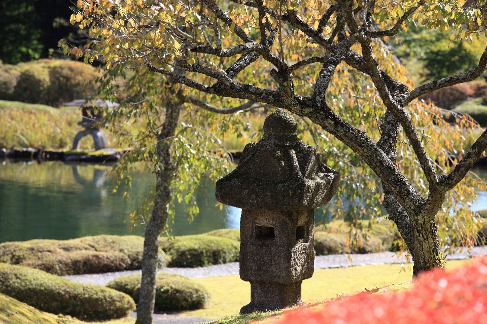 木 ブランチ 植物 葉