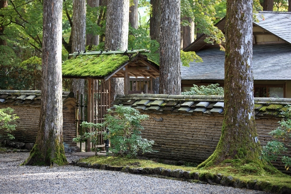 Tree fence wood house Photo