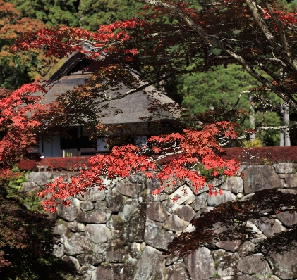 木 植物 葉 花 写真