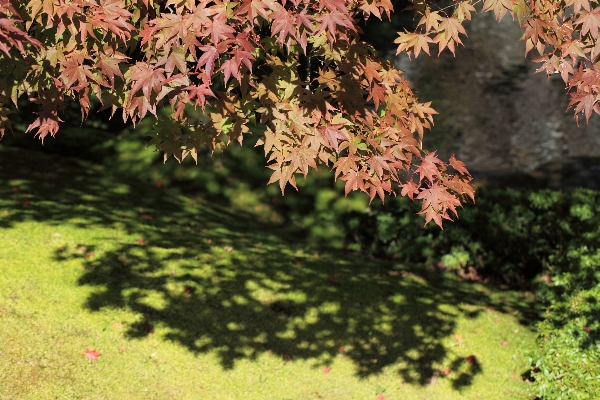 Tree branch blossom plant Photo