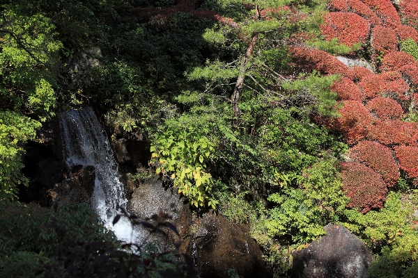 Tree nature forest rock Photo