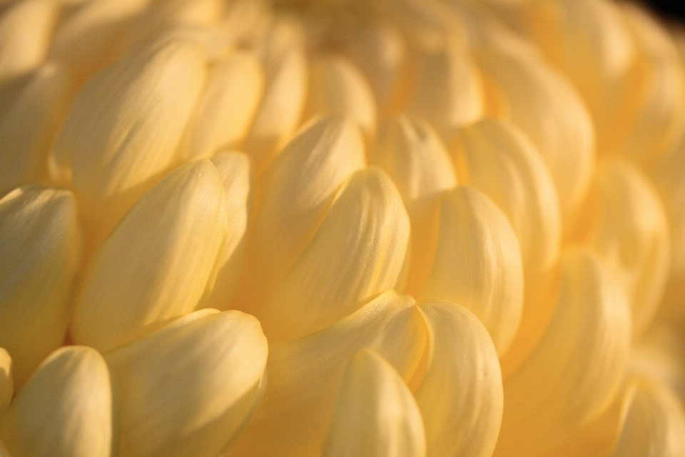 Fiore pianta luce del sole petalo