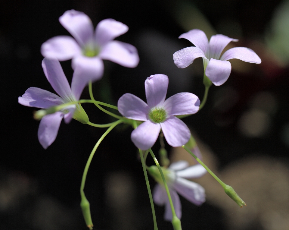 花 植物 花弁 高い