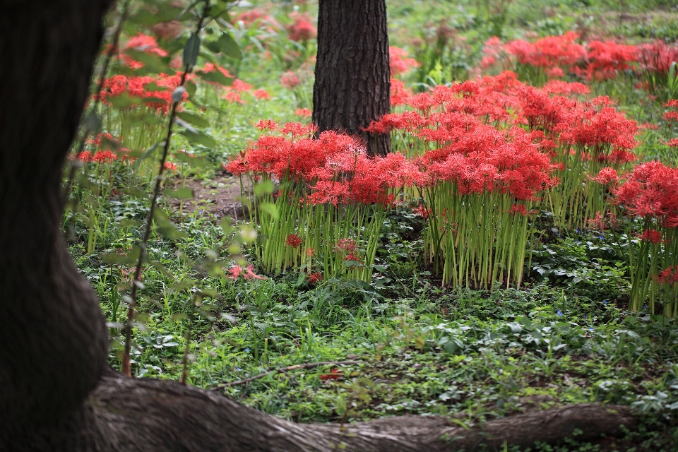 树 植物 叶子 花