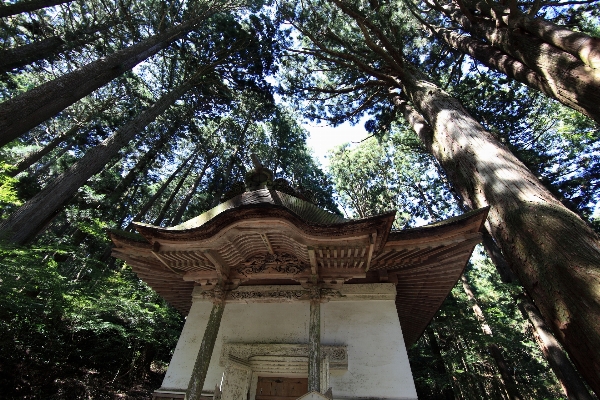 Baum zweig anlage gebäude Foto