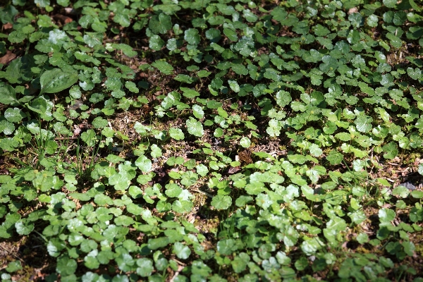 Grass plant lawn leaf Photo