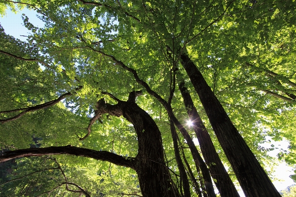 Tree nature forest grass Photo