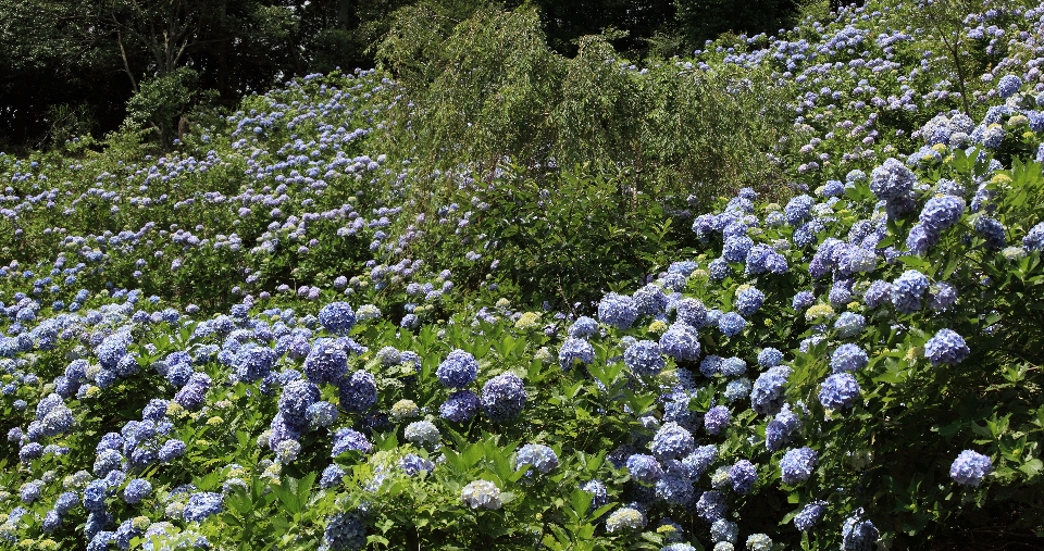 树 植物 花 全景