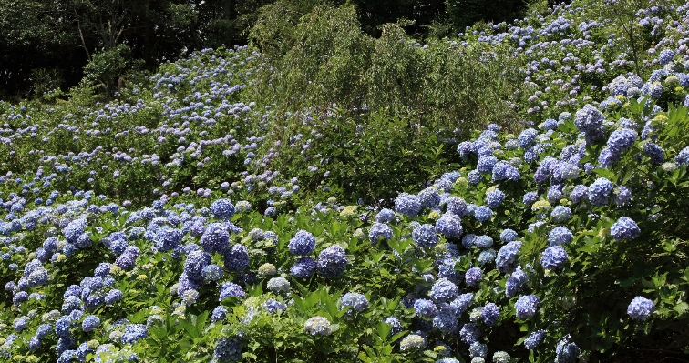 Tree plant flower panorama Photo