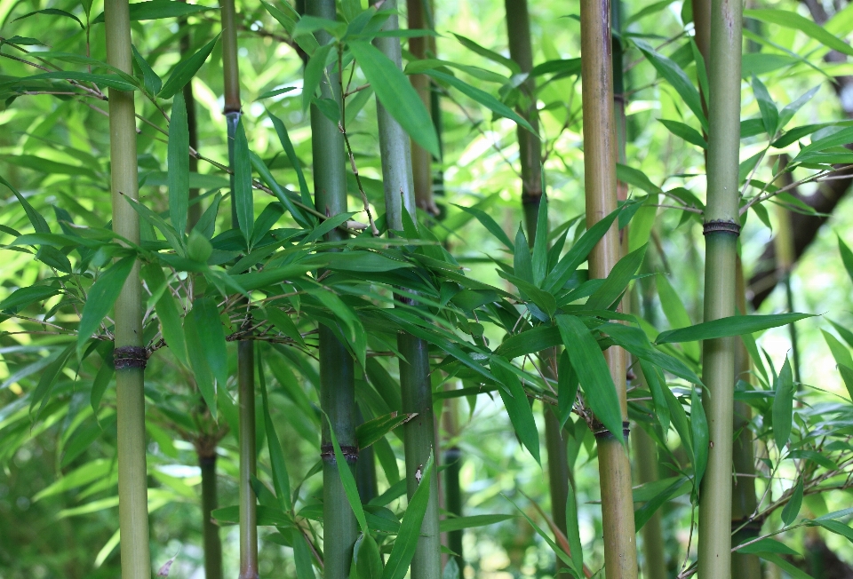 植物 花 食べ物 緑