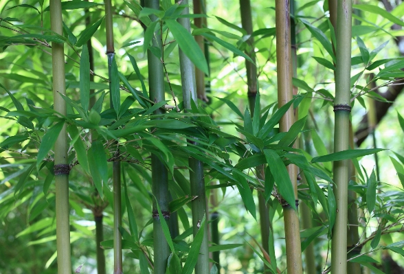 植物 花 食べ物 緑 写真