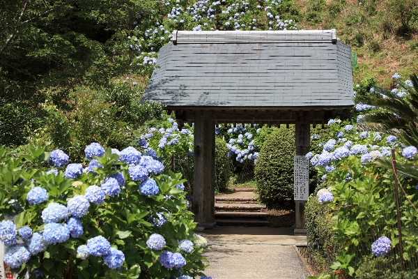 Foto Paesaggio pianta casa fiore