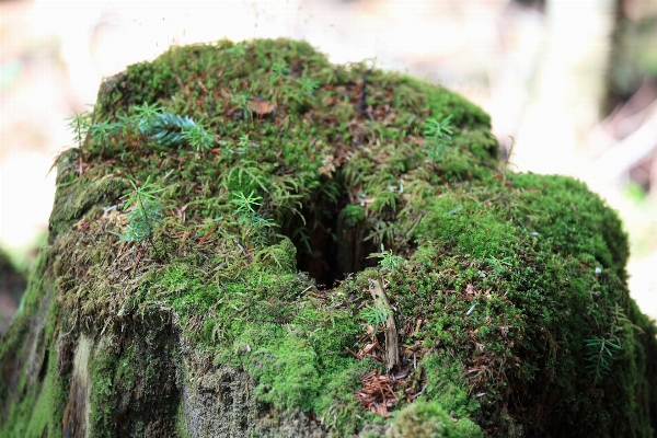 Tree forest plant leaf Photo