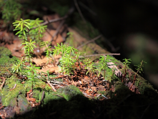 Zdjęcie Drzewo natura las trawa