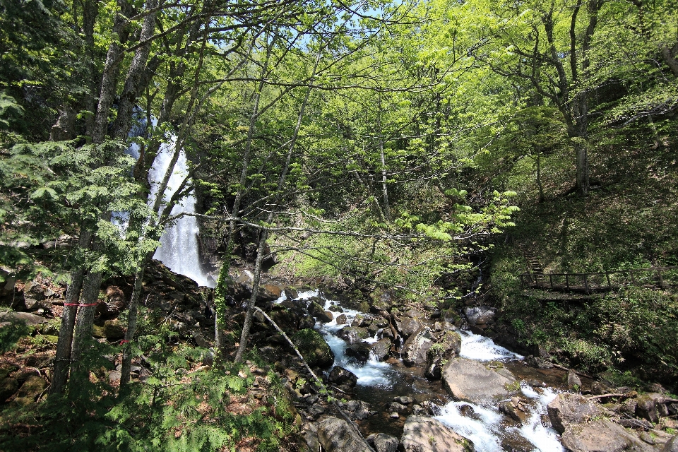 Floresta cachoeira região selvagem
 trilha