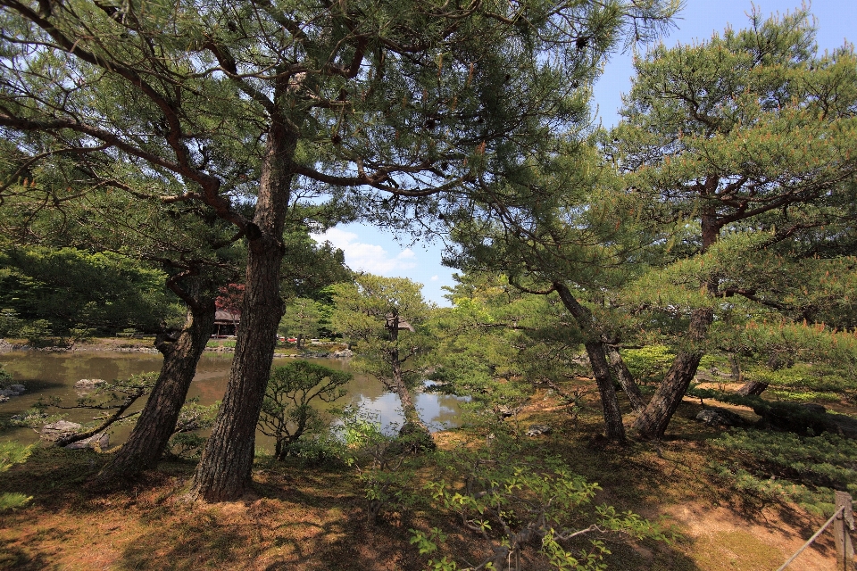 Landscape tree water nature