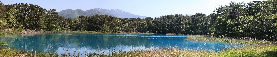 Landscape tree water nature