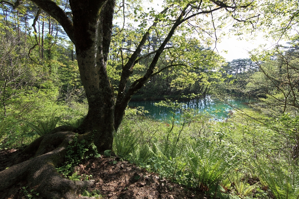 Landscape tree water nature