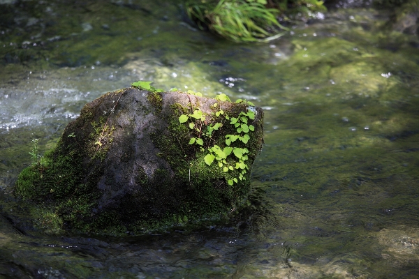 Tree water nature forest Photo