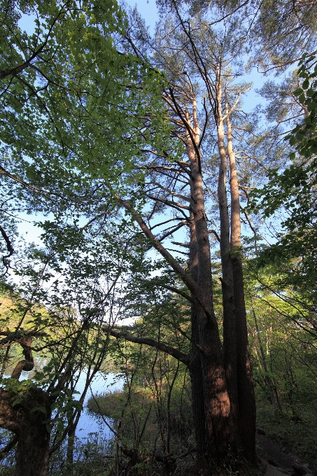 Baum wald sumpf zweig