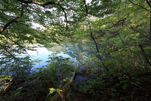 Landscape tree water nature Photo