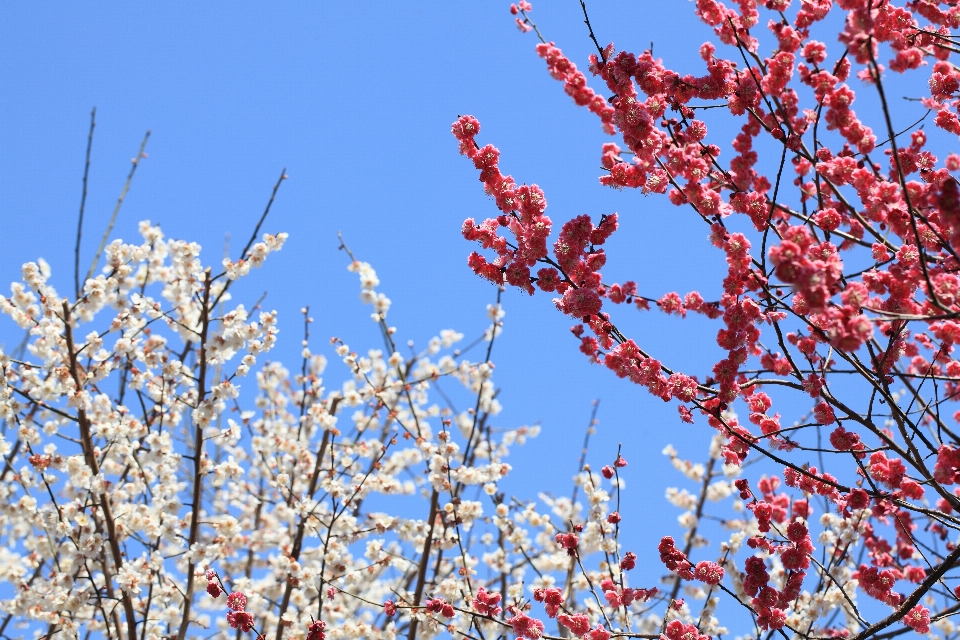 Tree branch blossom winter