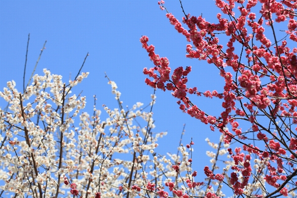 Tree branch blossom winter Photo