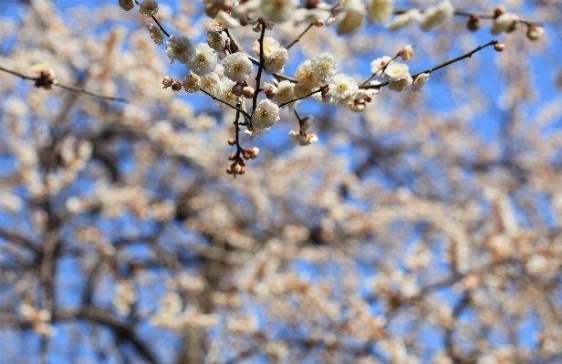 Tree nature branch blossom Photo