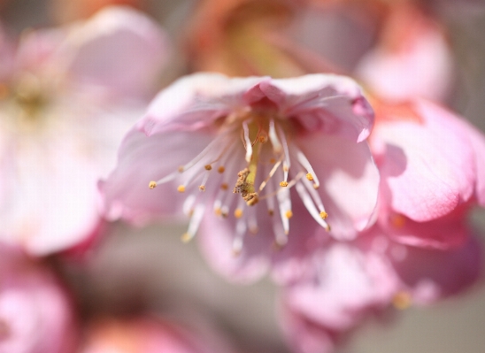 Branch blossom plant fruit Photo