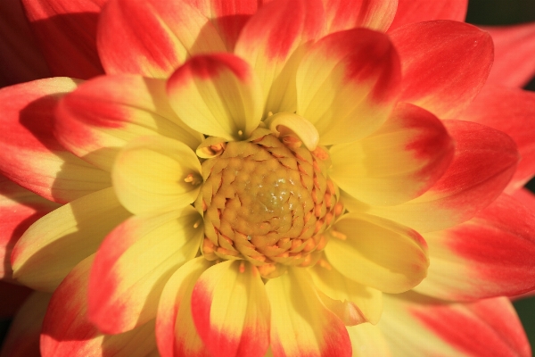 Blossom plant flower petal Photo