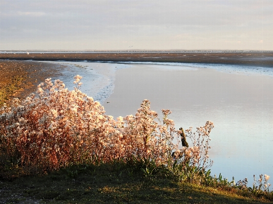 Landscape sea coast tree Photo