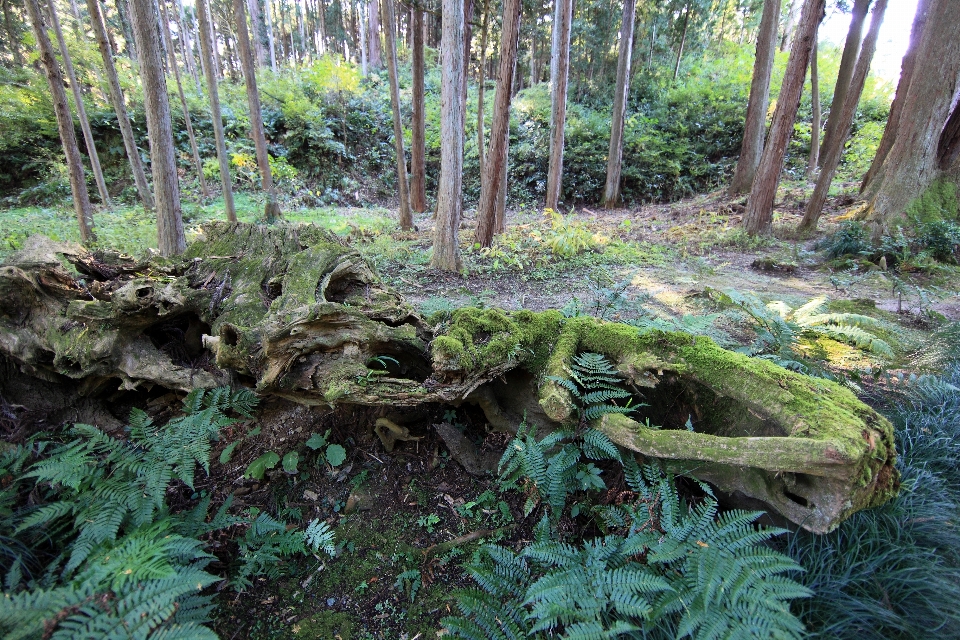 árvore floresta pântano região selvagem
