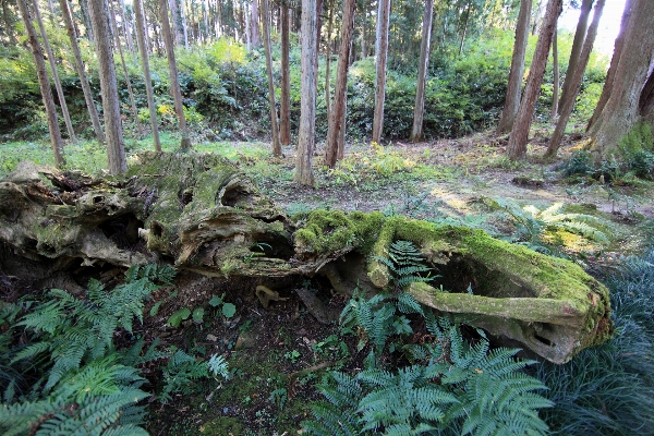 树 森林 沼泽 荒野 照片