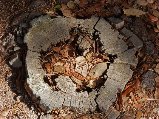 Photo Arbre forêt bois feuille