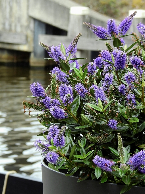 Woda natura kwitnąć zakład