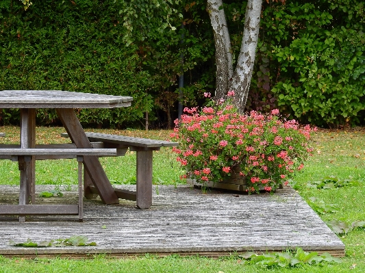 Table landscape tree nature Photo