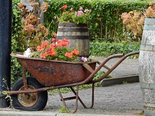 Blossom lawn cart flower Photo