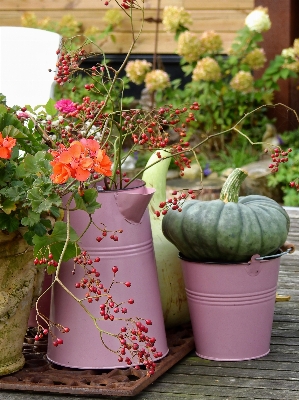 Blossom plant flower bloom Photo