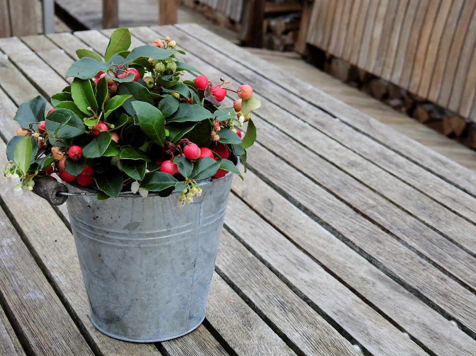 Table plant wood leaf