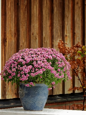 自然 植物 花 紫 写真