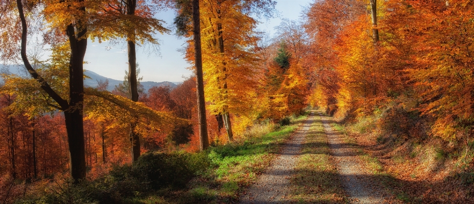 Tree forest leaf autumn Photo