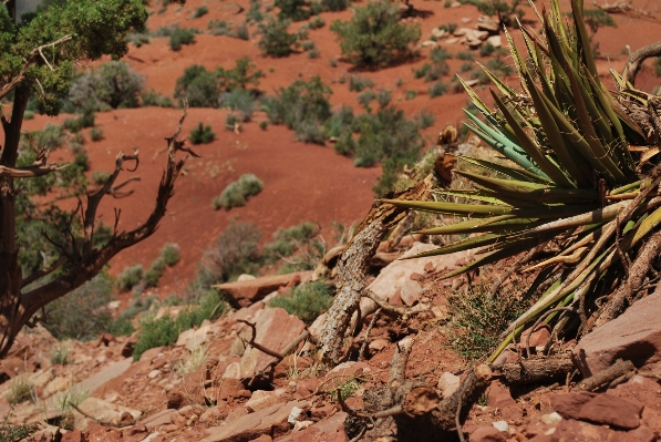 Landscape tree rock wilderness Photo