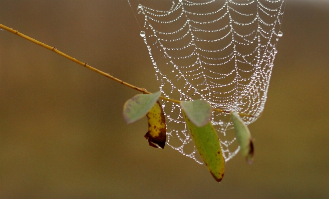 Nature dew wing leaf Photo