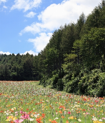 Grass mountain plant field Photo