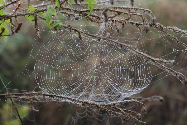 Nature dew fauna material Photo