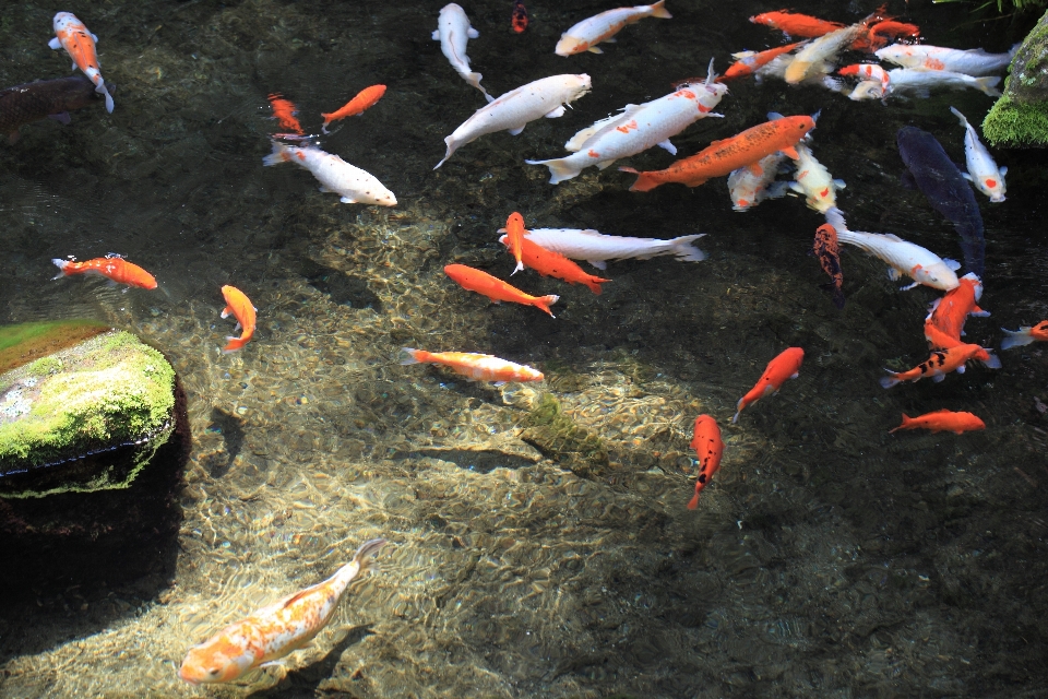 高い 魚 神社 5d