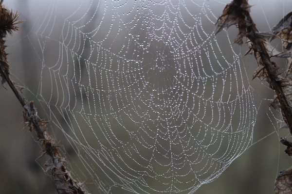 Nature branch dew wing Photo