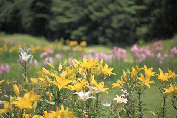 自然 草 花 植物 写真