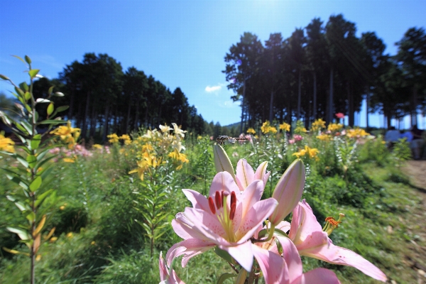 Blossom plant flower high Photo